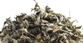 La Artemisia argyi, comúnmente conocida como ajenjo plateado o