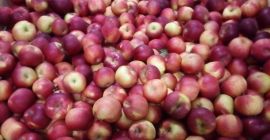 Compraré manzanas JONAGORED, LIGOL, DECOSTA, CHAMPION para clasificar, 70+,
