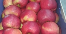 Compraré IDARED, 65+, caja de 13 kg, en un