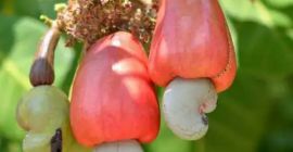 Alta calidad, buen estado empaquetado en varios tamaños -