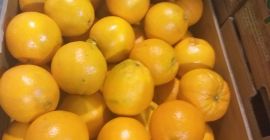 Naranjas España región Valencia kal 7 8 embalado 15