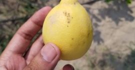Aproximadamente 40,000 kilogramos de limones de Lisboa y Eureka