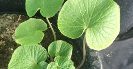 Plantas de wasabi - DARUMA, MAZUMA, GREEN THUMB, MISHO