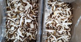 Hongos porcini secos y congelados en grandes cantidades.