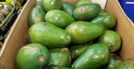 Aguacates directamente del fabricante. Fuerte y variedad hass. El
