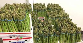 Producen verduras frescas