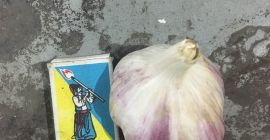 Venta de variedades de ajo fresco duquesa, tamaño de