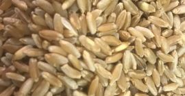 Ofrecemos 4 clases de trigo. Volúmenes de 5.000 a