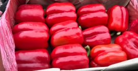 Ofrezco cebollas producidas en Bielorrusia y Kazajstán en los