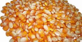 Podemos suministrar maíz amarillo a granel. Podemos suministrar Grado