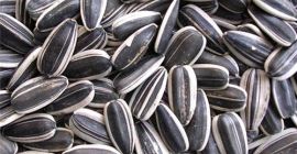 Somos la Fábrica / Exportadora de semillas de girasol