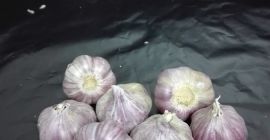 Venderé la variedad de ajo Harnaś kalibere + 45