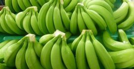 Somos el principal exportador de Fresh Cavendish Banana, contácteme