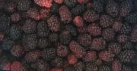 Somos el principal exportador de moras, contácteme si está