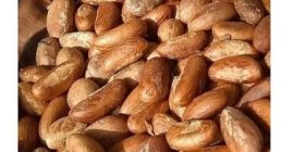 amargo kola para la venta, contáctenos si está interesado.