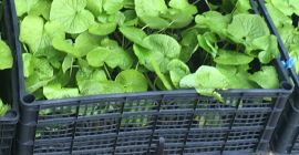 ¡Aclimatado a las condiciones polacas! Pedidos: wasabi.rhizomes@gmail.com Las plantas