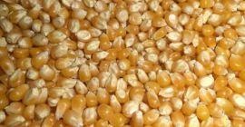 Vendemos comida de maíz. Grandes cantidades de 3.000 a