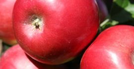 Hola, venderé Idared, 100% teñido alrededor de 7 toneladas,