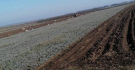Las plántulas de lavanda del paraíso y la seitópolis