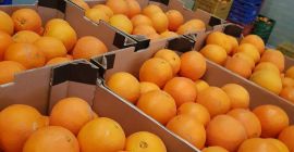 Hola, venderé cantidades al por mayor de naranjas de