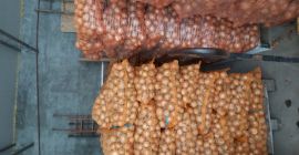 Hola. Venderé cebollas de Hola. Venderé cebollas de la variedad Rijsburger de 4.5