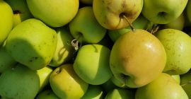 Calidad de las manzanas: dorado, idared, maribel.