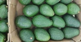 AGUACATE HASS, calibre 14-20, caja de 4 kg, origen