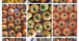 TOMATES REDONDOS, calibre M / G / GG, caja