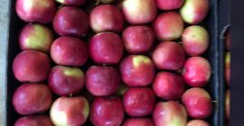 Manzanas Florina, Aidared, Champion, Redchif al precio de 0.52
