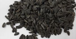 Girasol, enmascarado tel. +37368202888