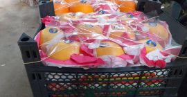 vender cantidades al por mayor de naranjas de Siria.