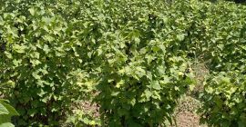 Grosella negra fresca 100% de variedades de focas orgánicas