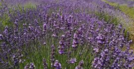 Vendemos plantas de Lavanda, Lavandula Angustifolia, variedad Blue Scent,
