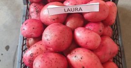 vendemos papas de Lituania Papas amarillas y rojas 50+