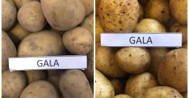 papas amarillas y rojas de Lituania vendemos papas de