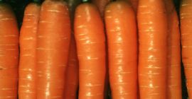 1012.10 CA 9546 F1 Ungebeizt PR Dacus carota L