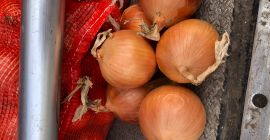 Cebolla importa Rusia directamente del fabricante. En el precio