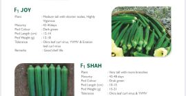 Bhendi (rizo de hojas de quingombó) Verde oscuro Buena