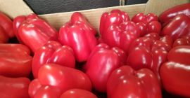 Pimientos rojos, verdes, amarillos, país de origen España, calibre