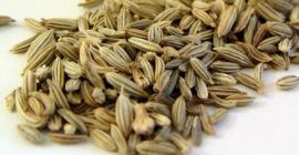 Ofrecemos semillas de hinojo Bio - amargo.