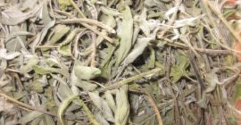 Oferta: té (salvia), Salvia officinalis, Brotes de cosecha 2020