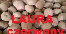 vendemos papas LAURA tamaño 50+ embalaje grande bolsa Illi
