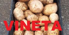 vendemos papas VINETA amarillo talla 45+ embalaje bolsa grande