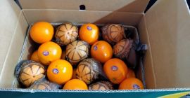 La mejor naranja de Eygpt para jugo y la