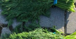 Hola, tengo que ofrecer eneldo de Irán, precio por