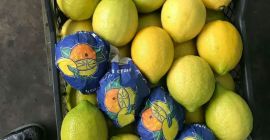 Variedad de limones Lamas origen Turquía, clase 1, calibre