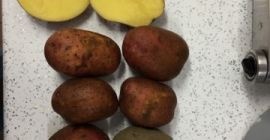 Venderé Rosagold rojo - Patatas Agrico con pruebas FITO.