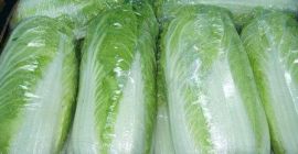 Venderé hermosas coles de Pekín, cabezas verdes grandes y