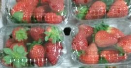 Venderé fresas, importación de España, máx. 4 paletas, 10x500