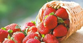 En la temporada de 2018, compraremos fresas sin tallo